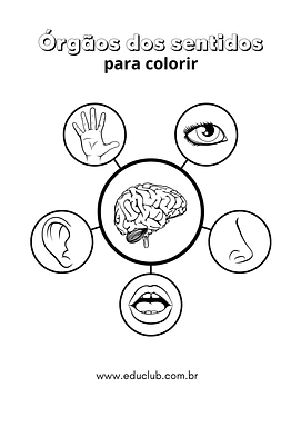 Órgãos dos sentidos para colorir Órgãos dos sentidos para colorir para 2º Ano, 1º Ano de Ciências, Corpo humano - Material educacional