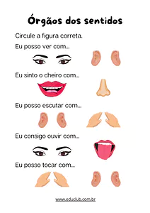 Exercício sobre as funções dos órgãos dos sentidos