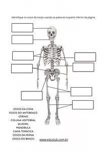 Atividade sobre sistema esquelético para completar