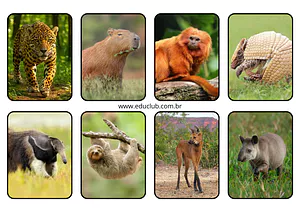 Animais silvestres para imprimir