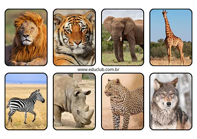 24 cartas de animais selvagens e exóticos para atividades lúdicas para Educação Infantil, 1º Ano, 2º Ano de Animais, Ciênc...