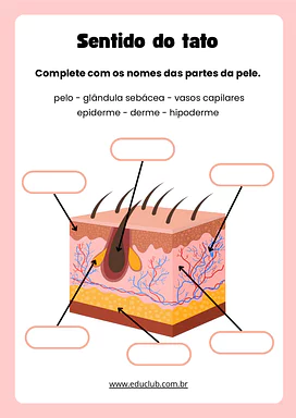 Atividade sobre as camadas da pele para 3º Ano, 4º Ano, 5º Ano de Ciências - Material educacional