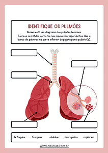 Atividade para identificar as partes dos pulmões