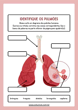 Atividade para identificar as partes dos pulmões para 3º Ano, 4º Ano, 5º Ano de Ciências - Material educacional