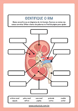 Atividade para identificar as partes dos rins para 4º Ano, 5º Ano de Ciências - Material educacional