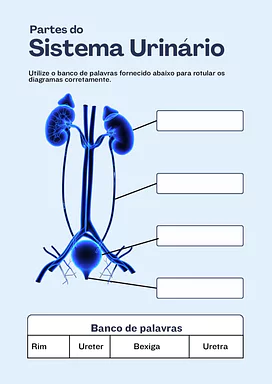 Atividade sobre o sistema urinário para imprimir para 3º Ano, 4º Ano, 5º Ano de Ciências - Material educacional