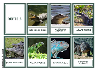 Atividade sobre os répteis para Educação Infantil para Educação Infantil de Ciências - Material educacional