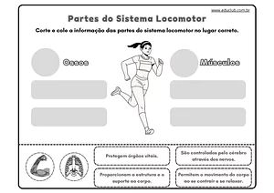Atividade sobre sistema locomotor para 5º ano