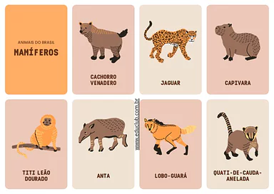 Animais do Brasil para Educação Infantil: mamíferos, aves, peixes, répteis e anfíbios para Educação Infantil de Ciências -...