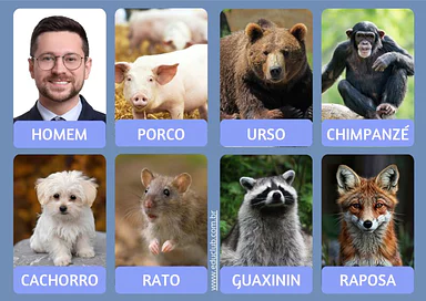 Cartões dos animais onívoros para imprimir para Educação Infantil, 1º Ano, 2º Ano de Ciências - Material educacional