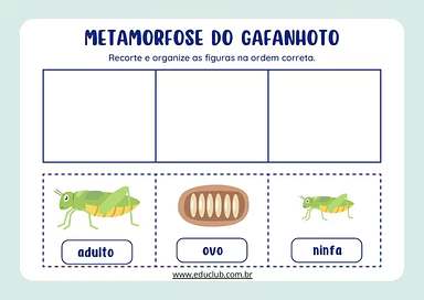 Atividade sobre a metamorfose do gafanhoto para Educação Infantil, 1º Ano, 2º Ano de Ciências, Animais - Material educacional