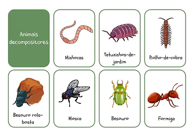 Cartões dos animais decompositores para imprimir para Educação Infantil, 1º Ano, 2º Ano, 3º Ano de Meio Ambiente, Animais,...