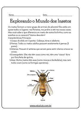 Atividades sobre as características dos insetos para 3º Ano, 4º Ano, 5º Ano de Ciências - Material educacional