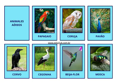 Atividade de pareamento de animais aéreos para imprimir para Educação Infantil, 1º Ano, 2º Ano, 3º Ano, 4º Ano, 5º Ano de ...