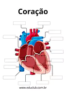 Anatomia do coração para completar para 5º Ano, 4º Ano, 3º Ano de Ciências, Corpo humano - Material educacional