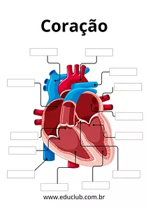 Anatomia do coração para completar