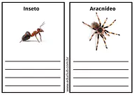 Qual a diferença entre insetos e aracnídeos? para 2º Ano de Ciências, Seres Vivos - Material educacional