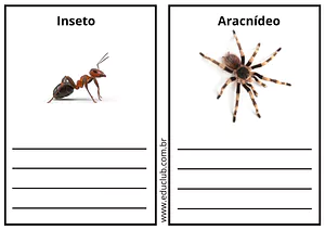 Qual a diferença entre insetos e aracnídeos?