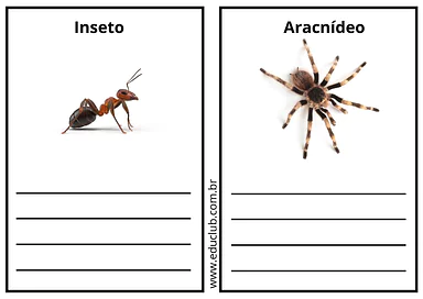 Qual a diferença entre insetos e aracnídeos? Qual a diferença entre insetos e aracnídeos? para 2º Ano de Ciências, Seres Vivos - Material educacional