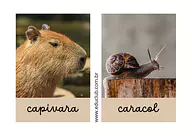 Animal com a letra C Animal com a letra C para Creche, 5º Ano, 4º Ano, 3º Ano, 2º Ano, 1º Ano, Pré-Escola de Língua Portuguesa, Ciências, Seres...