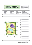 Atividade célula vegetal para 5º Ano, 4º Ano de Ciências, Plantas - Material educacional