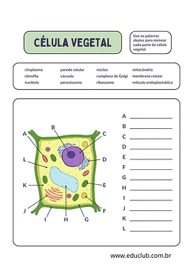 Atividade célula vegetal Atividade célula vegetal para 5º Ano, 4º Ano de Ciências, Plantas - Material educacional