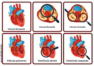 Partes do coração humano para 5º Ano, 4º Ano, 3º Ano de Ciências, Corpo humano - Material educacional