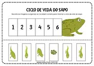 Ciclo de vida do sapo para Educação Infantil para Pré-Escola de Ciências, Ciclos de vida - Material educacional