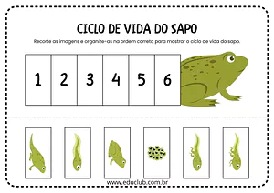 Ciclo de vida do sapo para Educação Infantil