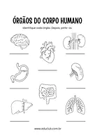 Quais são os órgãos do corpo humano? Quais são os órgãos do corpo humano? para 2º Ano, 1º Ano de Ciências, Corpo humano - Material educacional