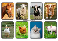Animais domésticos para Educação Infantil Animais domésticos para Educação Infantil para Creche, Pré-Escola de Ciências, Seres Vivos - Material educacional