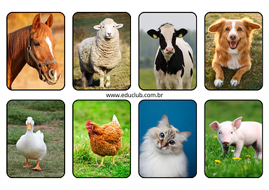 Animais domésticos para Educação Infantil Animais domésticos para Educação Infantil para Creche, Pré-Escola de Ciências, Seres Vivos - Material educacional