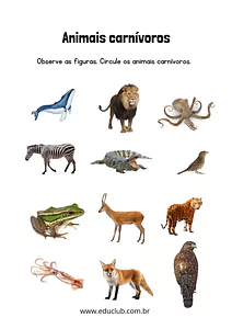 Atividade sobre animais carnívoros