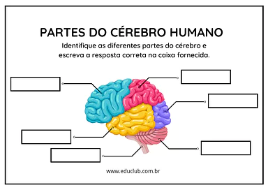 Cérebro e suas partes Cérebro e suas partes para 5º Ano, 4º Ano, 3º Ano de Ciências, Corpo humano - Material educacional
