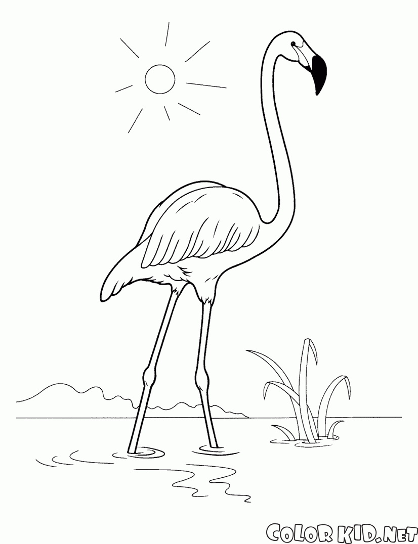 desenhos de flamingo para pintar e imprimir