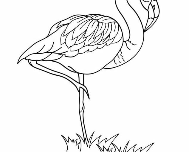 imprimir flamingo
