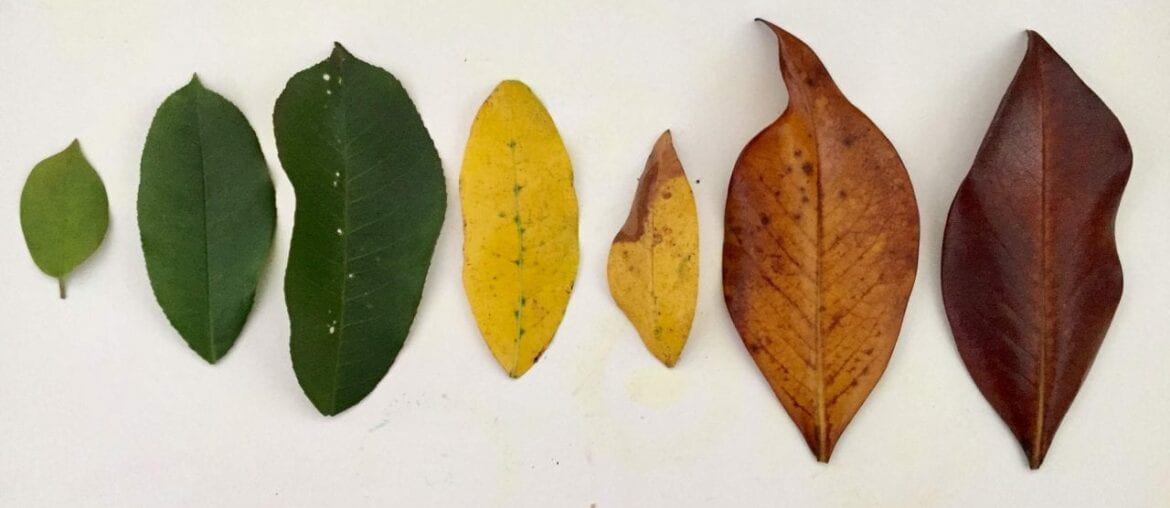 ciclo de vida da folha de outono 01