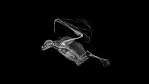 radiografias de animais para imprimir 02