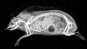 radiografias de animais para imprimir 11