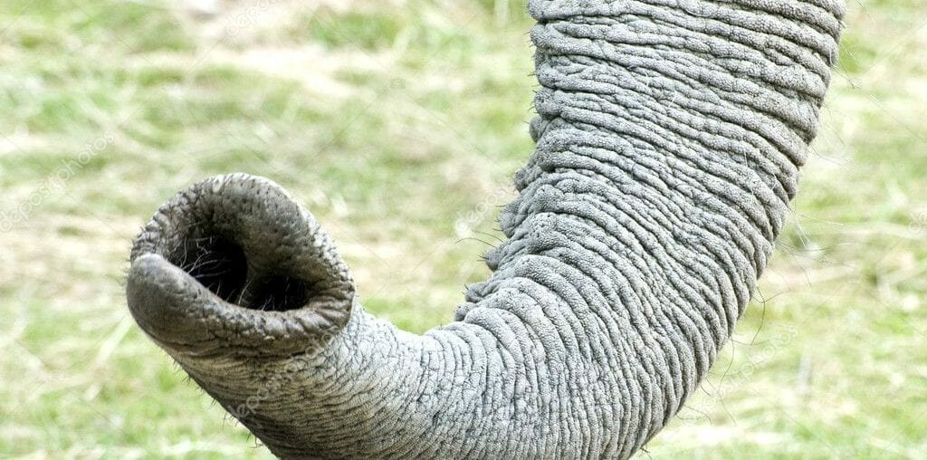 A tromba do elefante