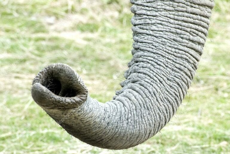 A tromba do elefante